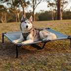 PawAir Cuccia per Cani da Esterno | Rialzata, Protezione UV, Tappetino Rinfrescante